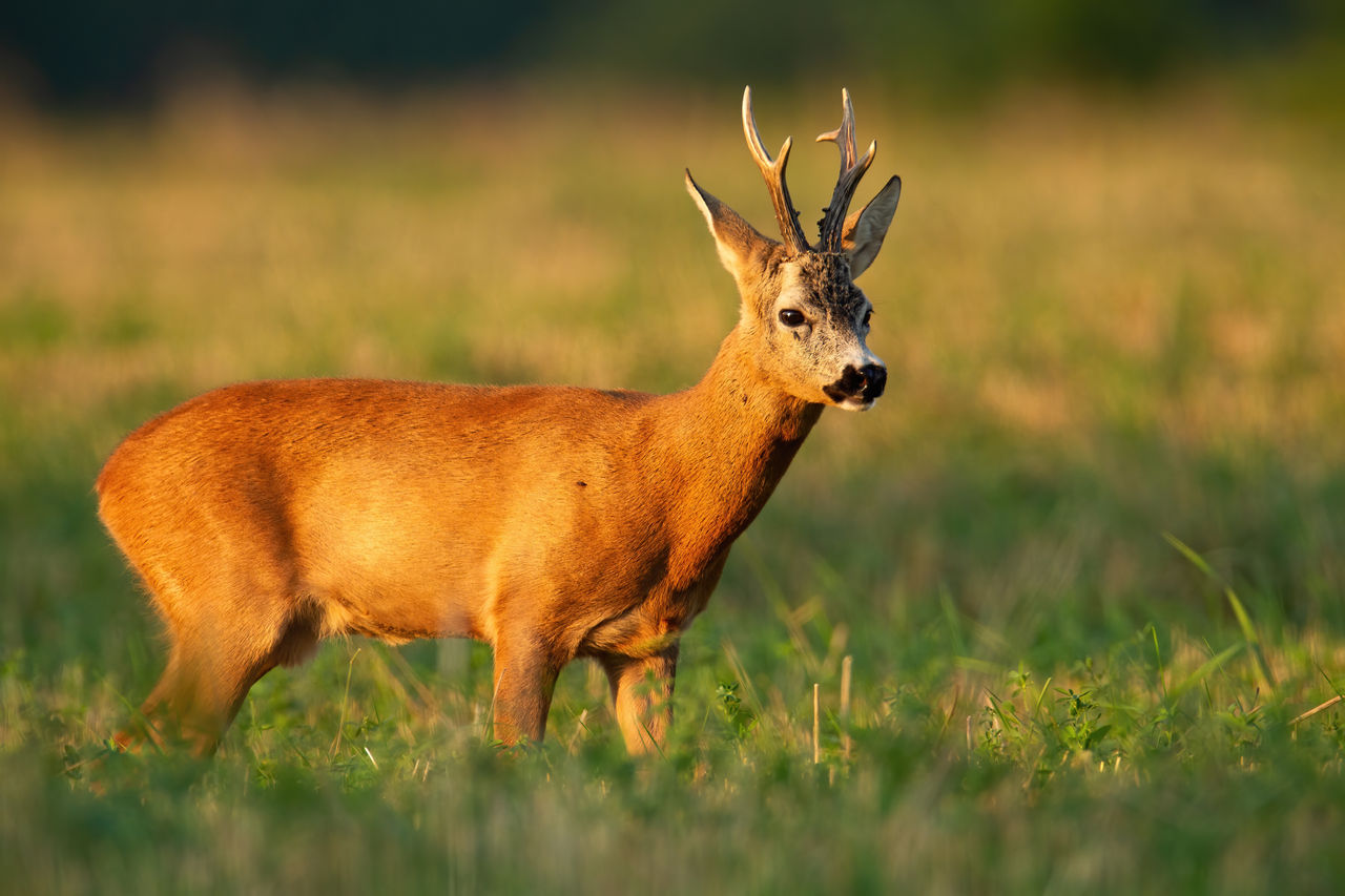 Ein Rehbock steht im Sommer bei Sonnenuntergang auf einem Feld.